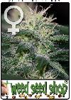 cannabis seeds WSS Skunk Feminized