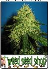 cannabis seeds Big Bud