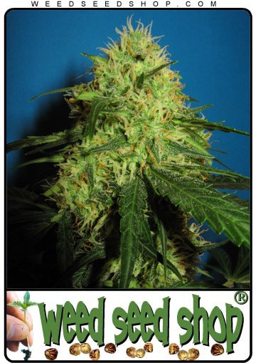 graine cannabis Big Bud
