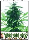 cannabis seeds Super Skunk