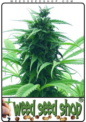 cannabis seeds Super Skunk