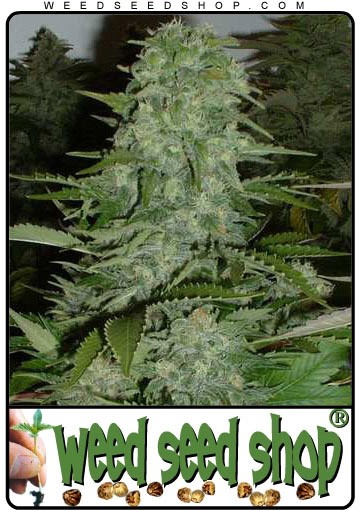 cannabis seeds Chronic