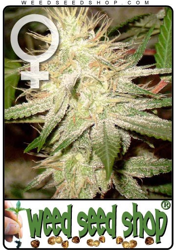 White Widow Gefeminiseerd