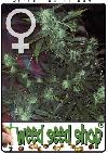 cannabis seeds Ice Feminized