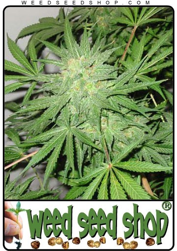 cannabis seeds Northern Lights x Big Bud