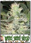 cannabis seeds Mexican Haze