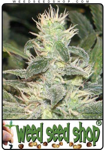 cannabis seeds Mexican Haze