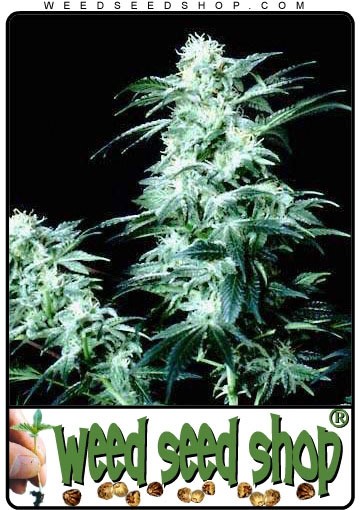 cannabis seeds Crystal