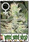 cannabis seeds Mexican Haze Feminized