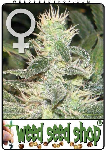 cannabis seeds Mexican Haze Feminized