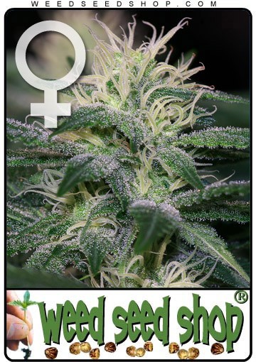 WSS Skunk Feminizada