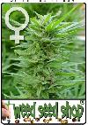 cannabis seeds PPP Feminized