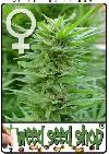 graine cannabis PPP Feminise