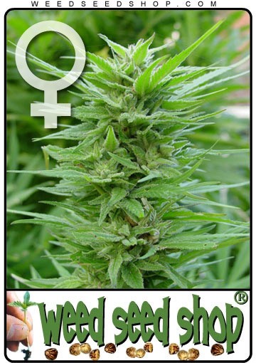 graine cannabis PPP Feminise