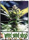 cannabis seeds Master Kush