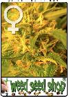 cannabis seeds Northern Lights Feminized