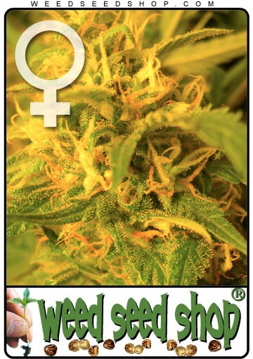 cannabis seeds Northern Lights Feminized