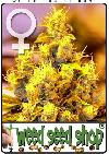 cannabis seeds NYC Diesel Feminized