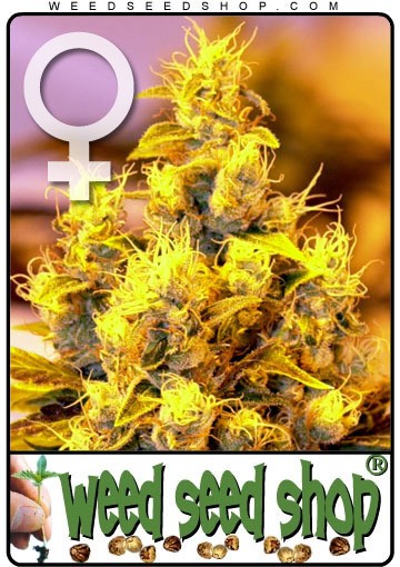 cannabis seeds NYC Diesel Feminized