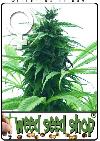 cannabis seeds Super Skunk Feminized