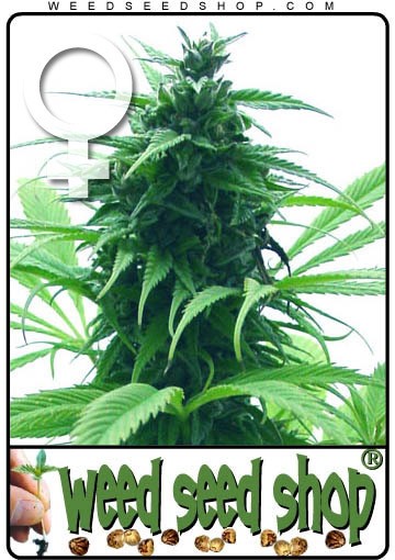 cannabis seeds Super Skunk Feminized