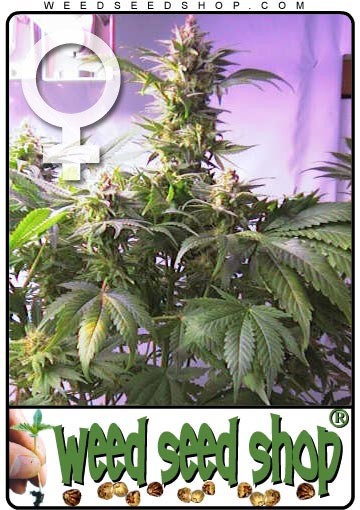 graine cannabis Top 44 Femelle