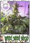 cannabis seeds Top 44 Feminized