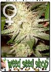 graine cannabis White Widow Femelle