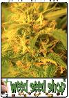 cannabis seeds Northern Lights®