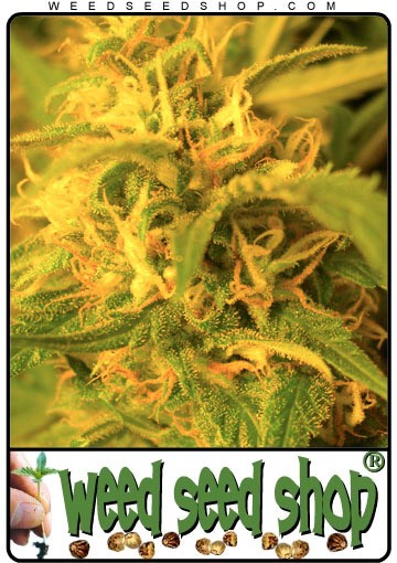 cannabis seeds Northern Lights®