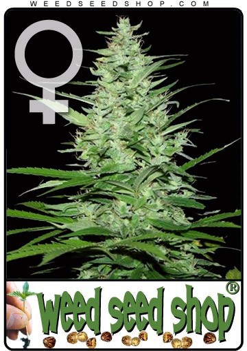 cannabis seeds Indoor Mix Feminized