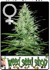 cannabis seeds Indoor Mix Feminized