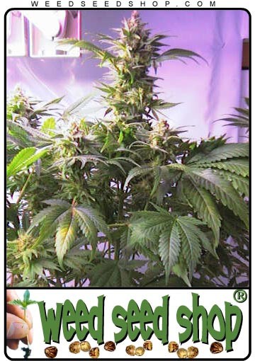cannabis seeds Top 44