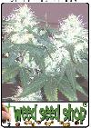 cannabis seeds White Rhino ®