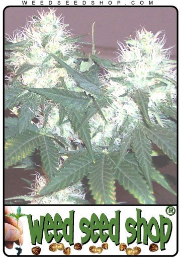 graine cannabis White Rhino ®