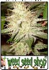 cannabis seeds White Widow