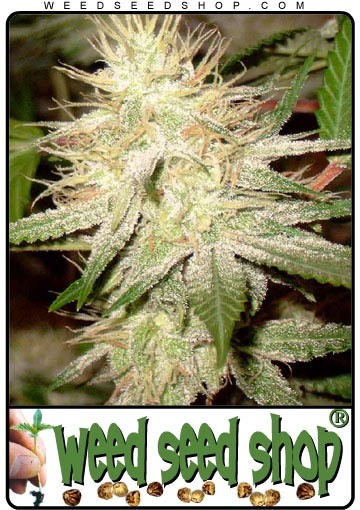 cannabis seeds White Widow