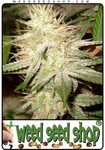 White Widow