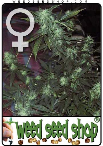 cannabis seeds Ice Feminized