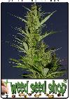 cannabis seeds Durban Poison