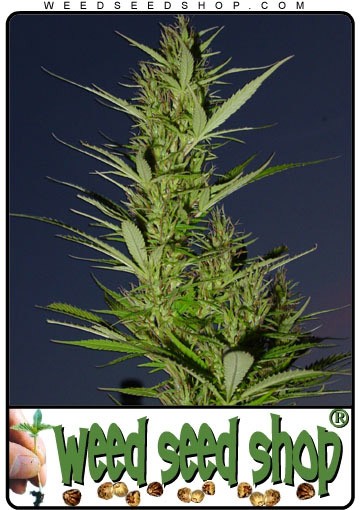 cannabis seeds Durban Poison