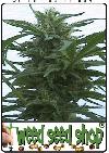 cannabis seeds Hawaii Maui Waui