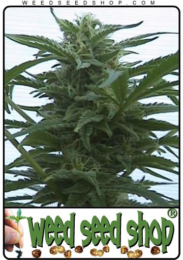 cannabis seeds Hawaii Maui Waui