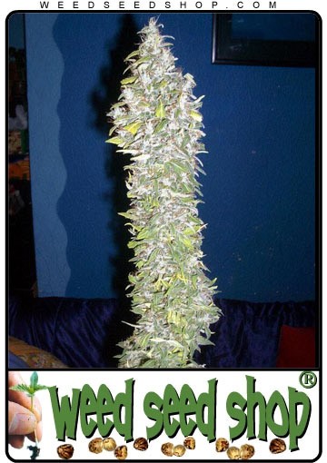 graine cannabis California Orange Bud