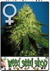 graine cannabis Big Bud Femelle