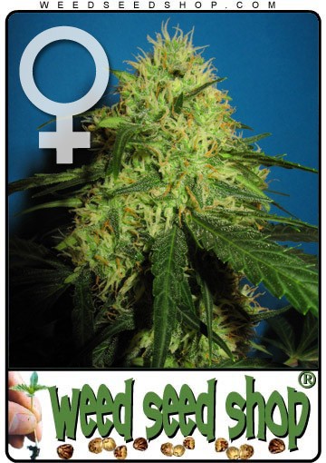 Big Bud Feminisiert