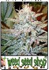 cannabis seeds Aurora Indica