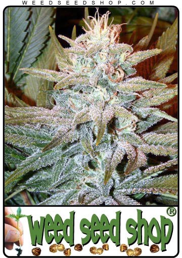 cannabis seeds Aurora Indica