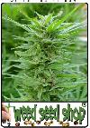 cannabis seeds PPP