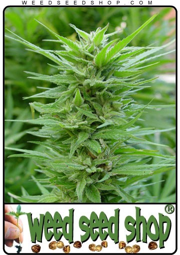 cannabis seeds PPP